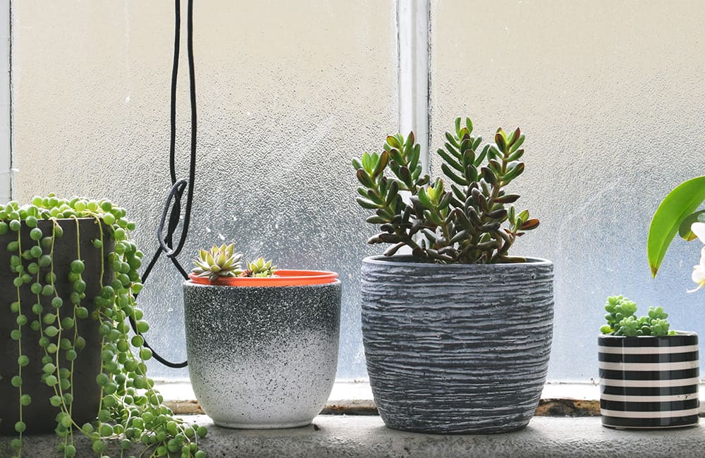 Assorted potted succulents on a windowsill, enhancing a calming morning vibe.
