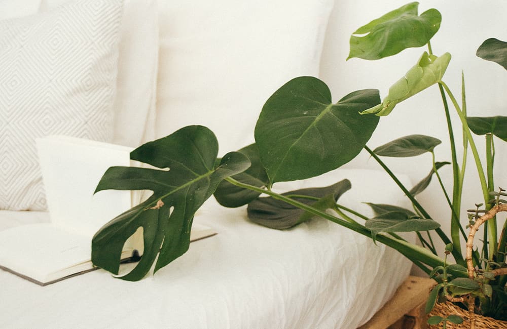 A green monstera plant next to a white bed with a textured pillow and an open notebook.