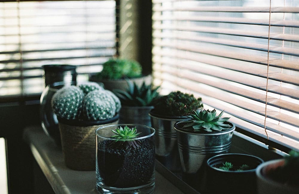 Try these simple hacks for happier plants