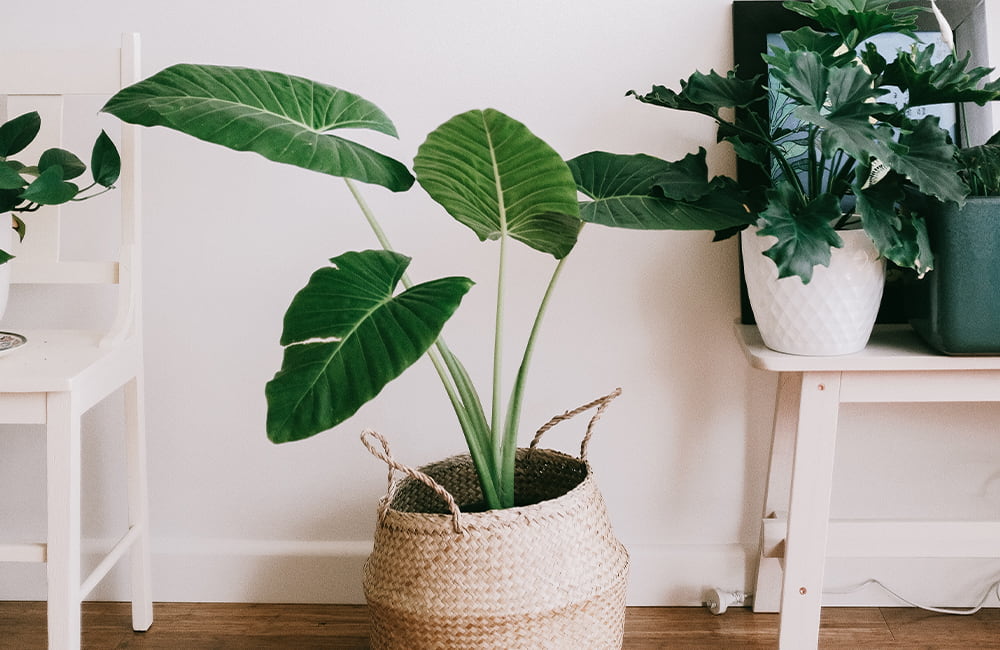 How to Pair Your Houseplants With Blinds
